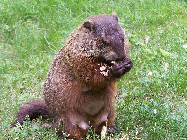 A woodchuck, aka groundhog