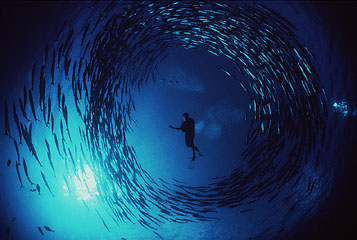 A school of fish surrounding a diver.  Taken from http://www.dartmouth.edu/~arolfe/